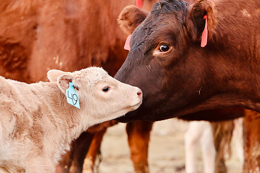 brown cow and white calf nuzzling