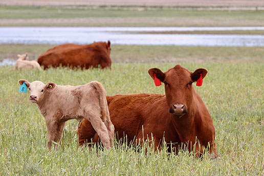 brown cow and white calf grazing