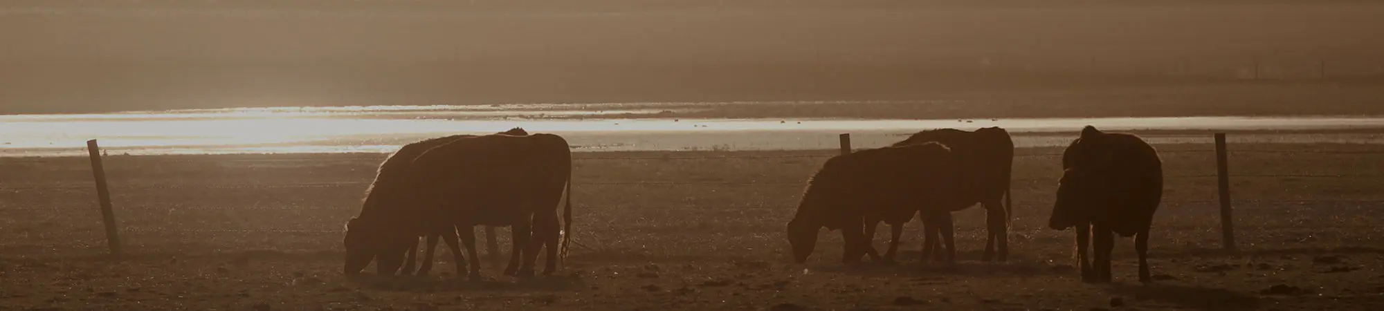 brown cows grazing in a pasture