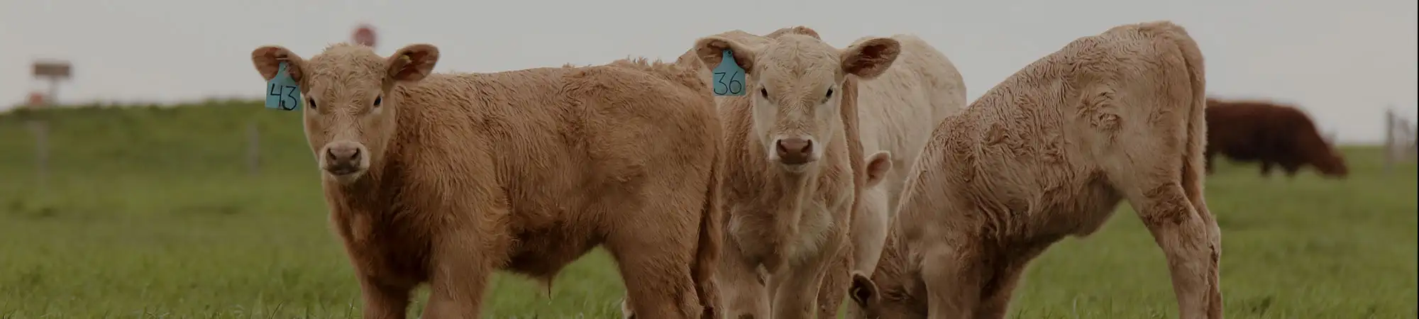brown steers grazing in a pasture