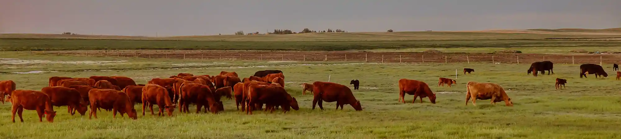 herd of cows and calves grazing in a pasture