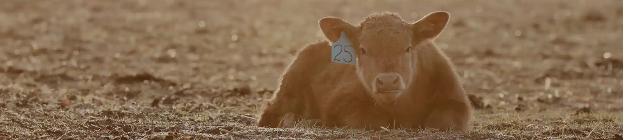 brown cow resting in a pasture